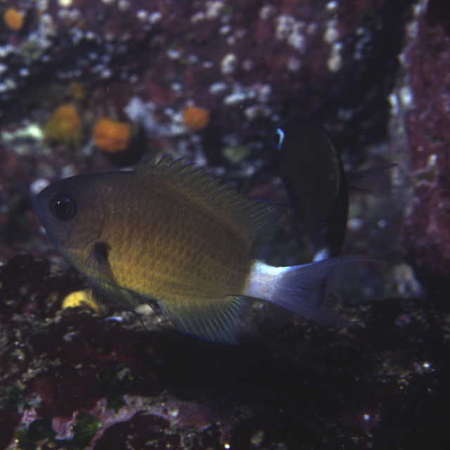 Chromis alleni